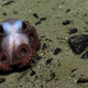 Image: NOAA